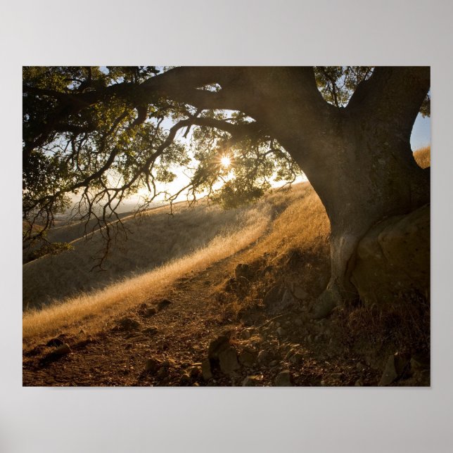 Shady Oak und California Susnet Print Poster (Vorne)