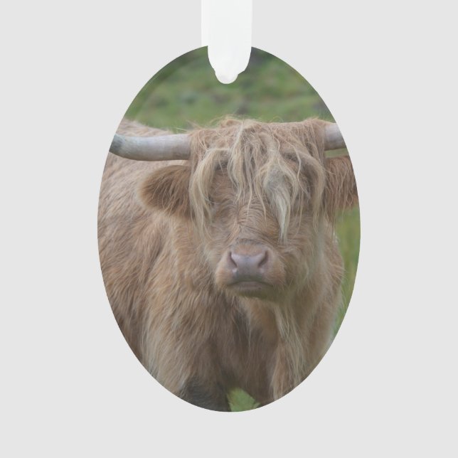 Shaggy blonde Hochland-Kuh Ornament (Vorderseite)