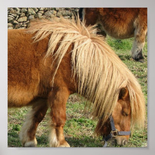 Shaggy die Shetlandinseln-Pony-Plakat Poster