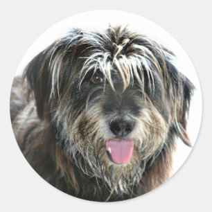 Shaggy gegenübergestellter Hund Runder Aufkleber