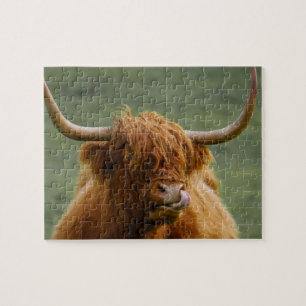 Shaggy Haired Scottish Highland Cow Nature Animal