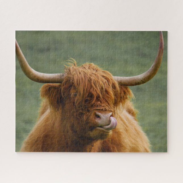 Shaggy Haired Scottish Highland Cow Nature Animal (Horizontal)