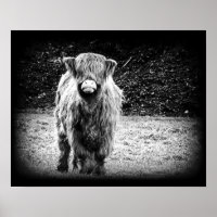 Shaggy Highland Cow Foto (Schwarz & Weiß)