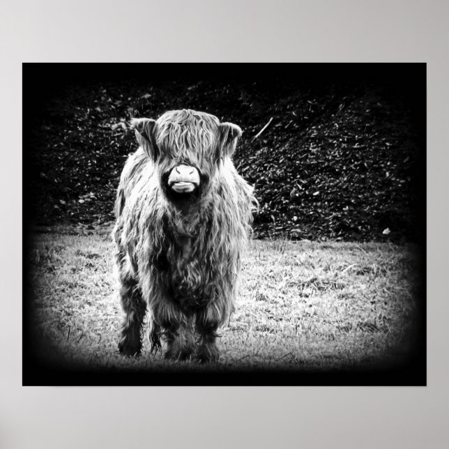 Shaggy Highland Cow Foto (Schwarz & Weiß) Poster (Vorne)
