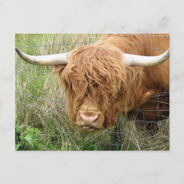 Shaggy Highland Cow Postkarte (Vorderseite)