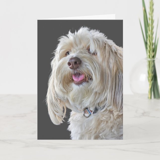 Shaggy Poodle zum Geburtstag Karte (Vorderseite)