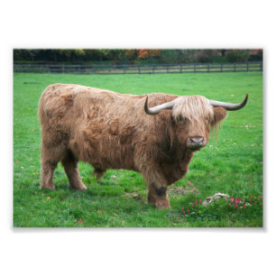 Shaggy Print Fotodruck
