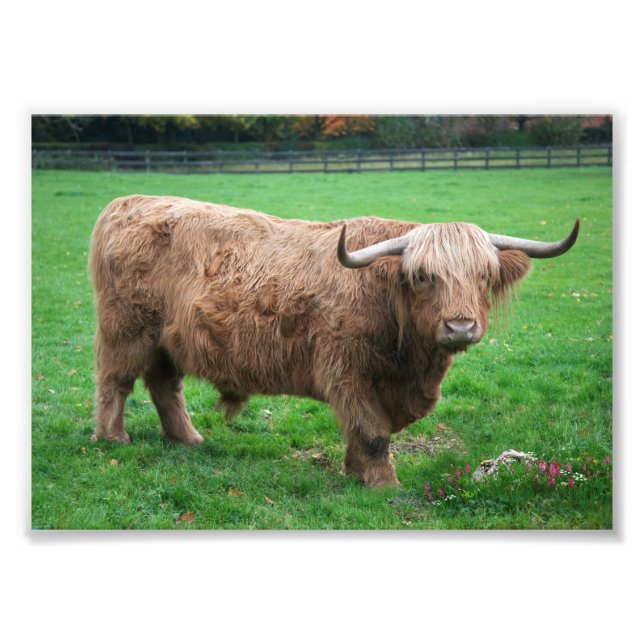 Shaggy Print Fotodruck (Vorne)