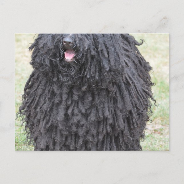 Shaggy Puli Dog Postkarte (Vorderseite)