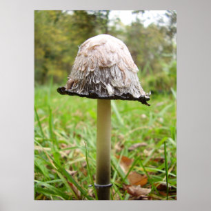 Shaggy Tinten-Kappen-Pilz-Plakat Poster