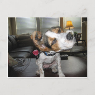 Shake it off beagle postkarte