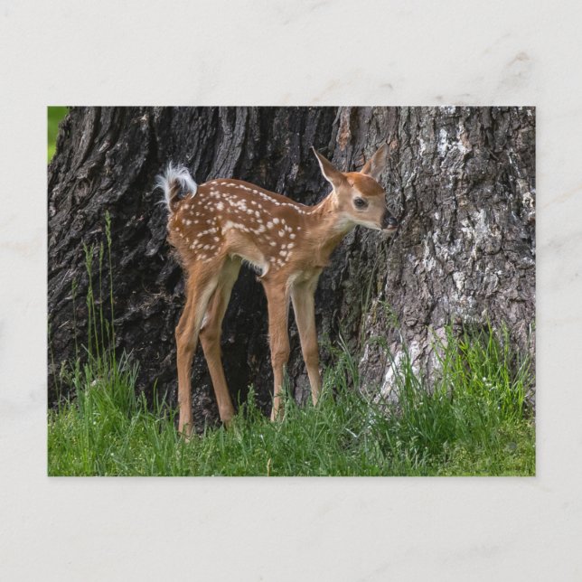 Shaky Legs Fawn Postkarte (Vorderseite)