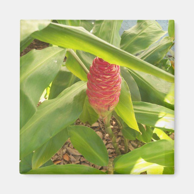 Shampoo Ginger Blume Magnet (Vorne)