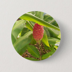 Shampoo Ingwerblüte Button