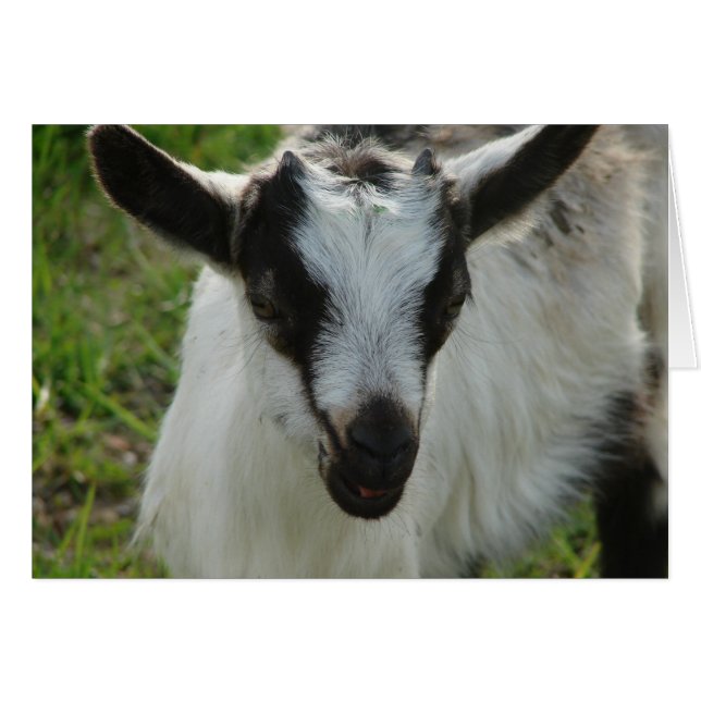 Shamrock (Devant horizontal)