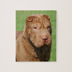 Shar Pei