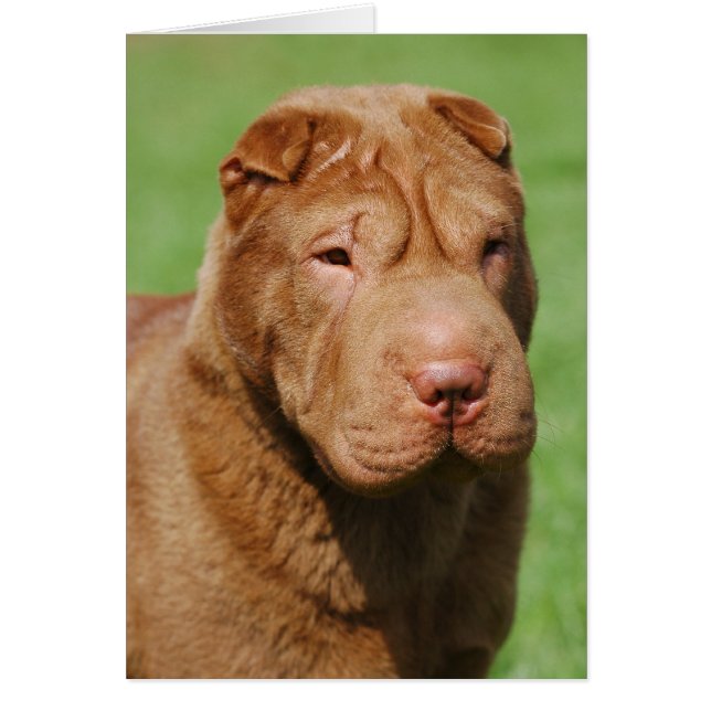 Shar Pei (Vorne)