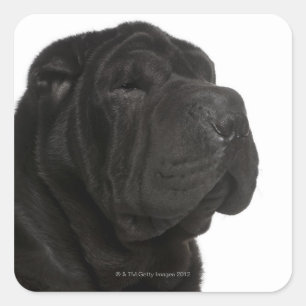 Shar Pei (1 Jahr alt) nah-up Quadratischer Aufkleber