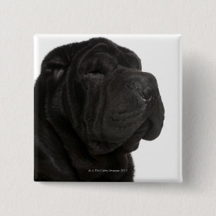 Shar Pei (1 year old) close-up Button