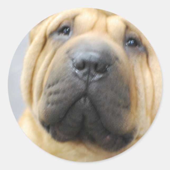 Shar Pei avec Stickers Rince (Devant)