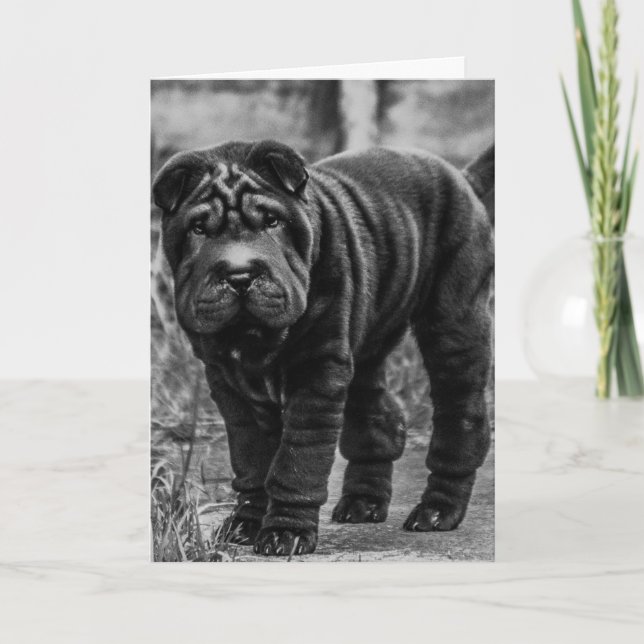 SHAR PEI CHIEN CUTE CARTE D'ANNIVERSAIRE (Devant)