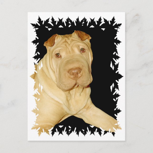 Shar Pei Dog Postcard Postkarte (Vorderseite)