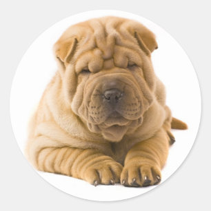 Shar Pei Puppy Dog Sticker / Siegel