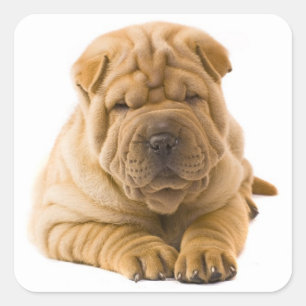 Shar Pei Puppy Dog Sticker / Siegel