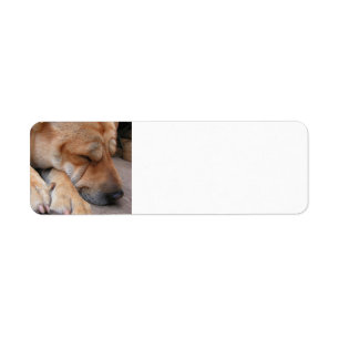 shar pei sleeping.png