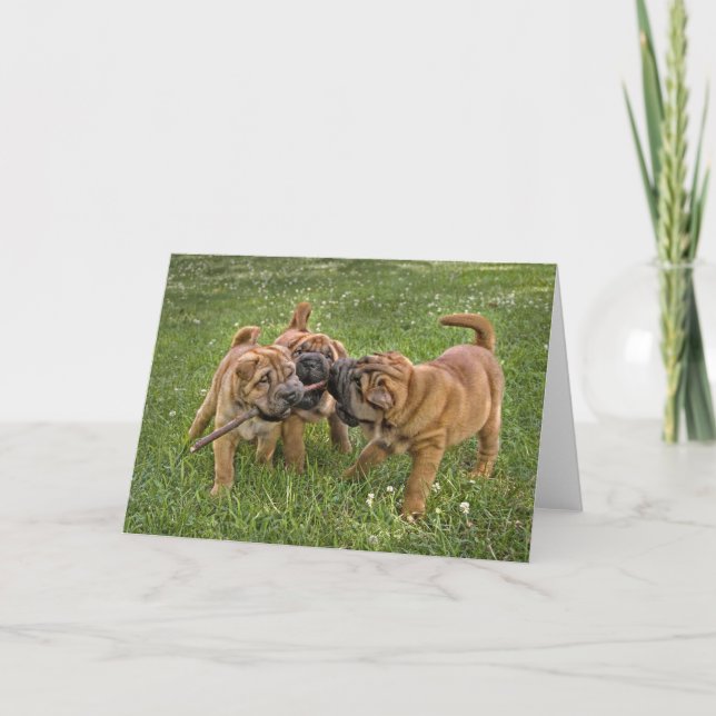 Shar-Pei Welpen mit Stock-Gruß-Karte Karte (Vorderseite)
