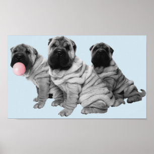 Shar-Pei-Welpen Schwarz Weiß Bubble Gum Hund Poster