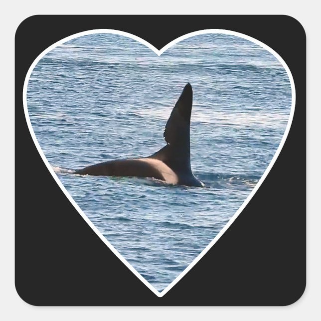 Shark Bite Fin von "John Coe" Orca Quadratischer Aufkleber (Vorderseite)