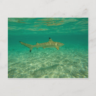 Shark in bora bora postkarte
