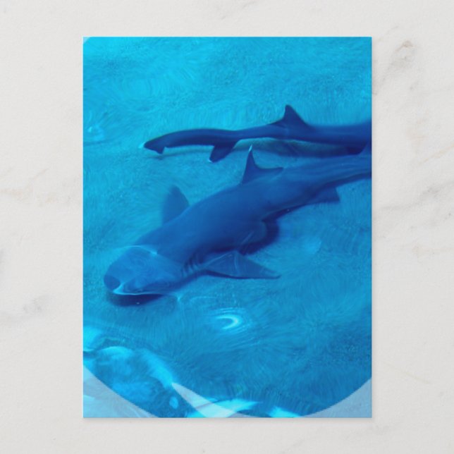 Shark Pair Postcard Postkarte (Vorderseite)