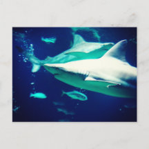 Shark Postcard