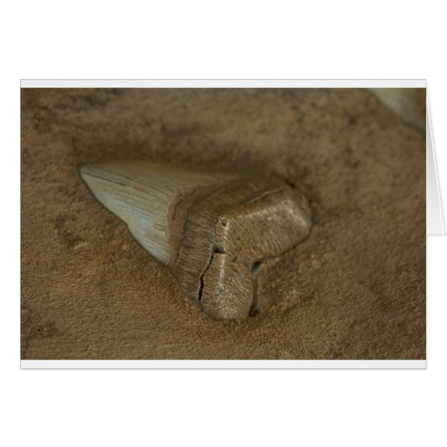 Shark Tooth Fossil (Vorderseite (Horizontal))
