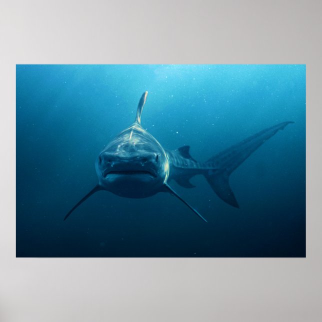 Shark under water poster (Vorne)