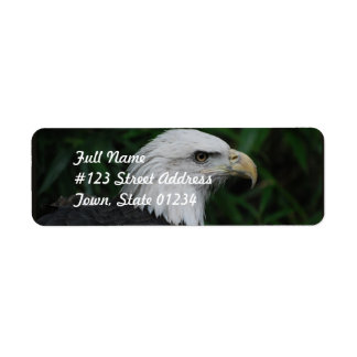 Sharp Beaked Eagle