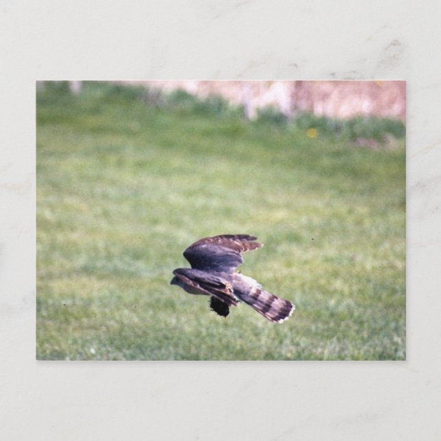 Sharp-Shinned Hawk im Flug Postkarte (Vorderseite)