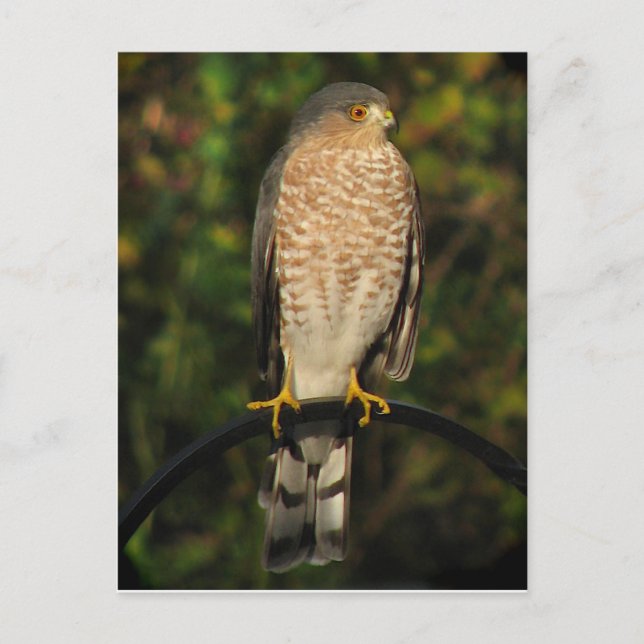 Sharp-Shinned Hawk Postkarte (Vorderseite)