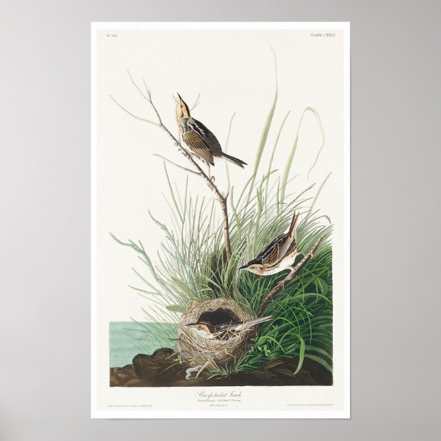 Sharp-Tailfinch von Audubon Poster (Vorne)