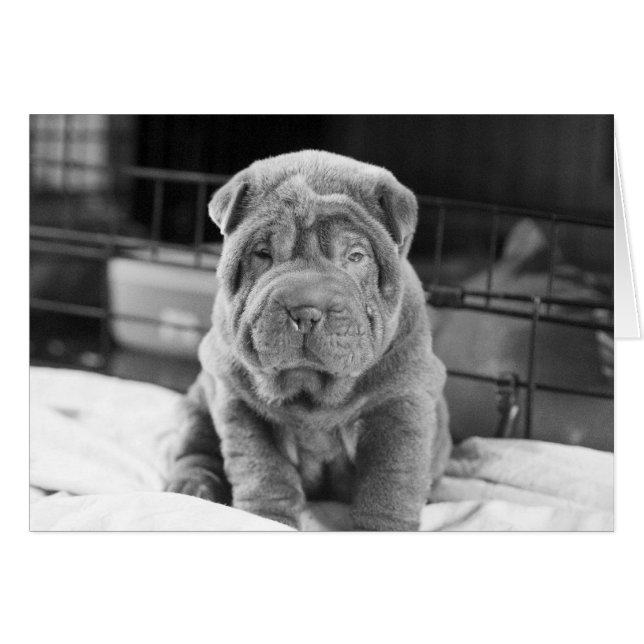Sharpei Puppy (Vorderseite (Horizontal))