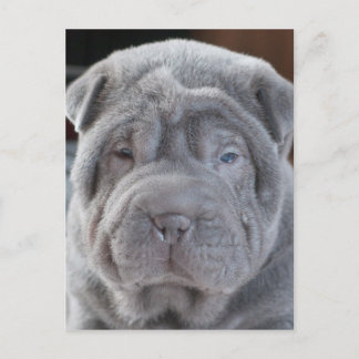 Sharpei Puppy Postkarte