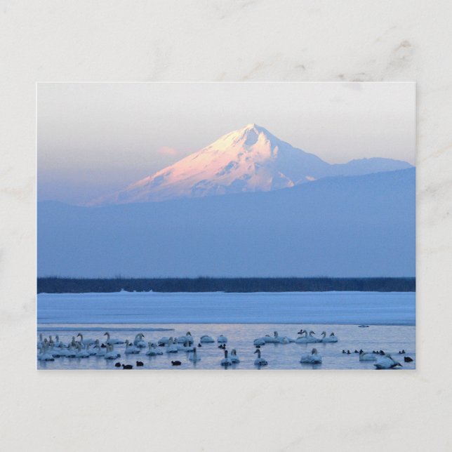 Shasta California Postcard Postkarte (Vorderseite)