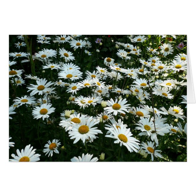 Shasta Daisies (Devant horizontal)