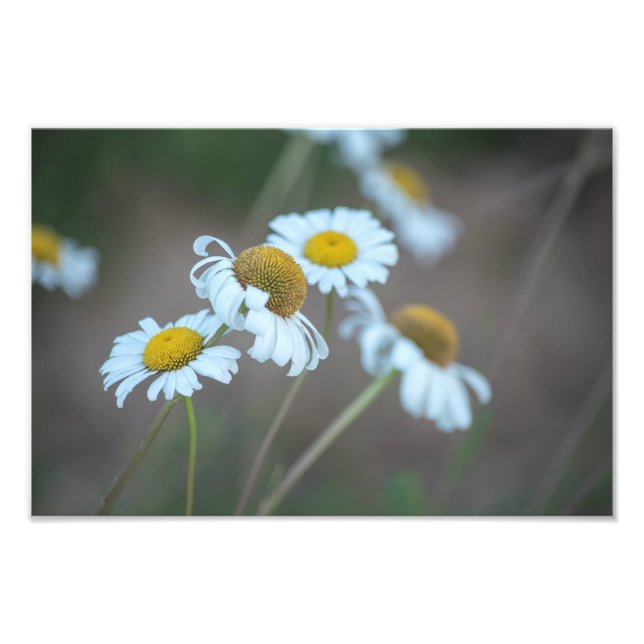 Shasta Daisies auf dem Feld Fotodruck (Vorne)