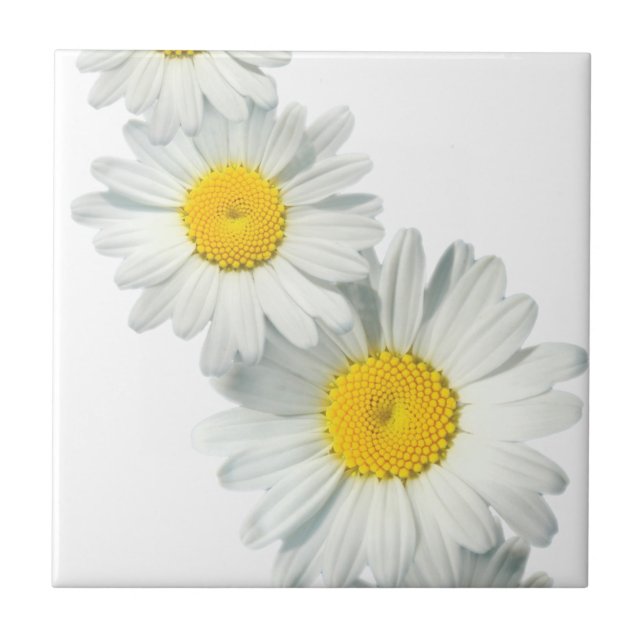 Shasta Daisies Fliese (Vorderseite)