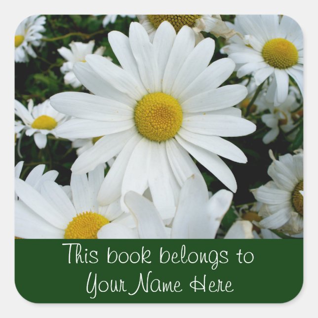 Shasta Daisies Foto Quadratischer Aufkleber (Vorderseite)