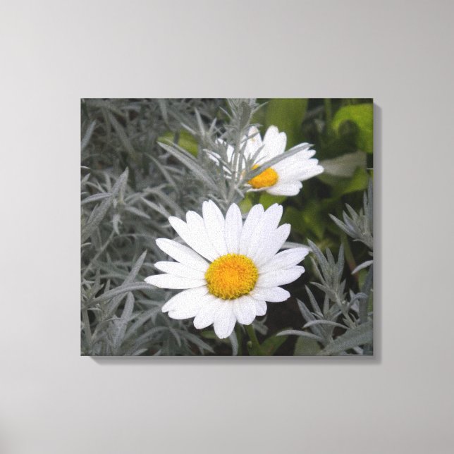 Shasta Daisies gepackte Leinwand (Vorderseite)