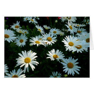 Shasta Daisies II